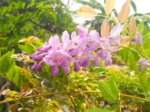 Cây tử đằng màng nhiều ý nghĩa tốt đẹp