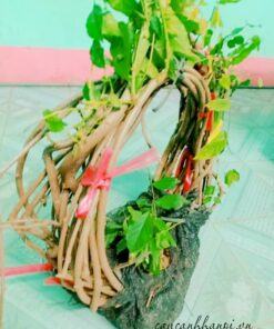 Đặc điểm hoa tử đằng