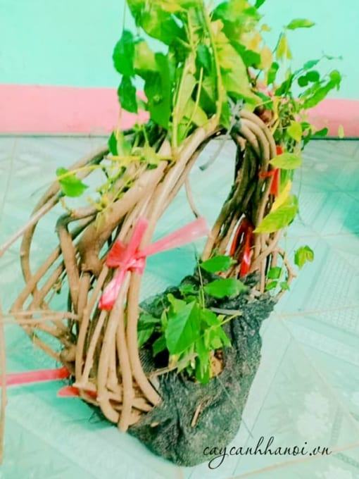 Đặc điểm hoa tử đằng