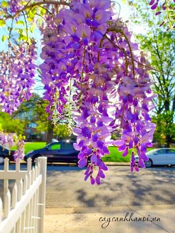 Hoa tử đằng đại diện cho khởi đầu mới