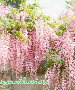 Hoa tử đằng màu hồng