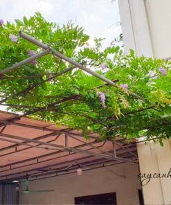 Hoa tử đằng trồng leo gian trước nhà