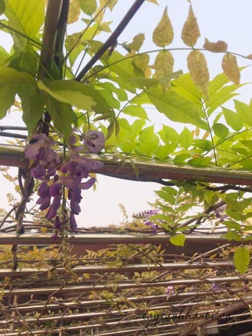 Ý nghĩa hoa tử đằng