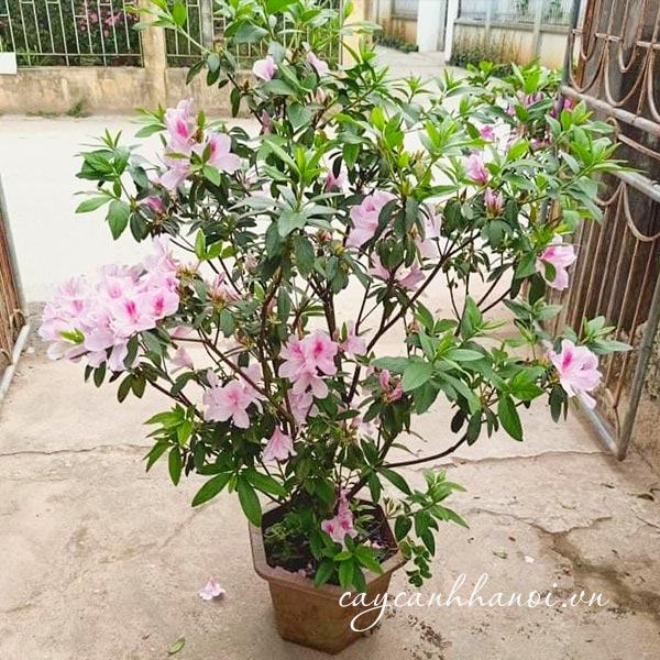 Bán cây hoa đỗ quyên giá rẻ