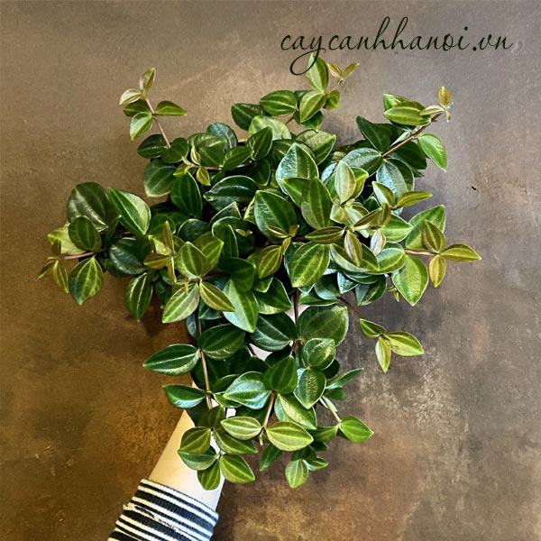 Công dụng của chậu bình an