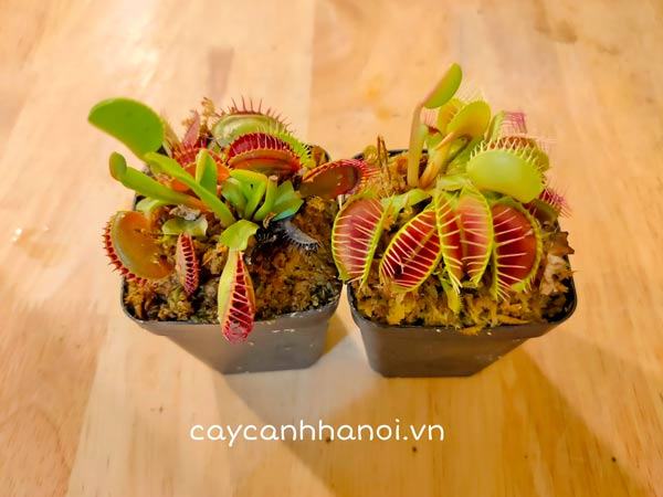 Cách trồng và chăm sóc cây bát mồi