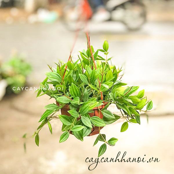 Cây bình an chậu treo mini