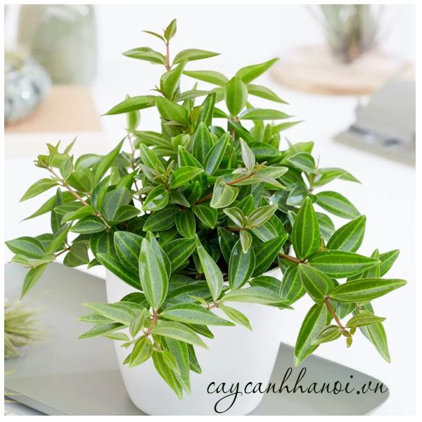 Cây bình an để bàn