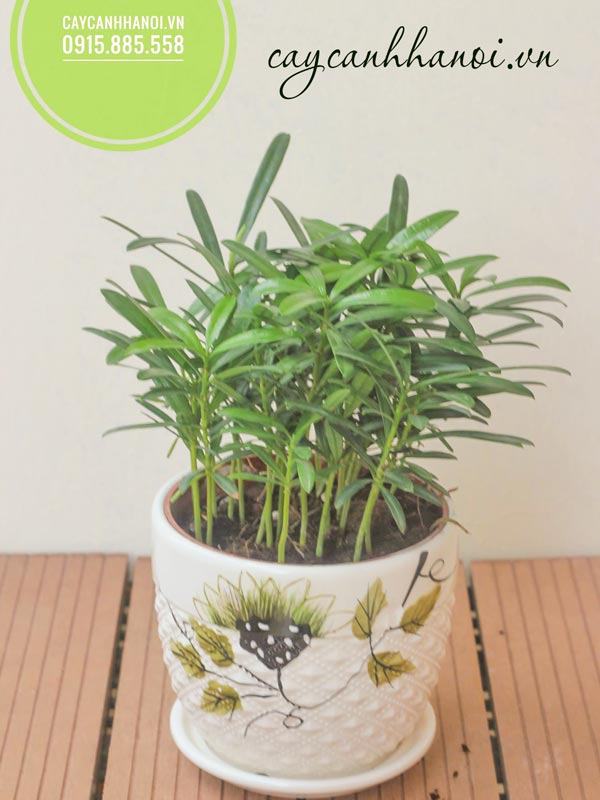 Cây tùng la hán trồng chậu