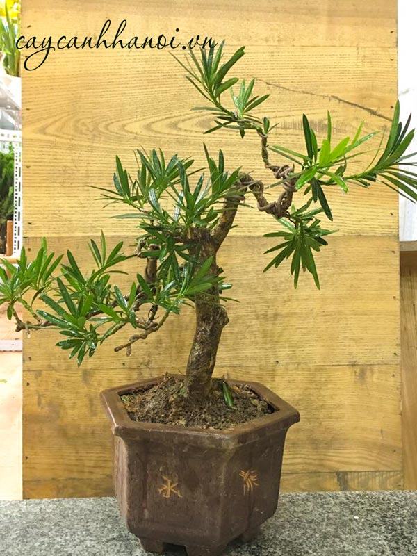Vạn niên tùng gốc cổ thụ