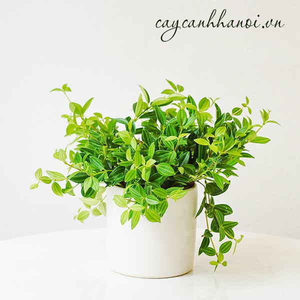 Chậu bình an trưng văn phòng