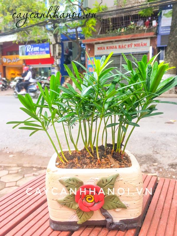 Chậu cây tùng hạnh phúc để bàna