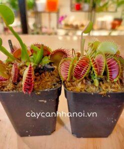 Đặc điểm cây Venus Flytrap