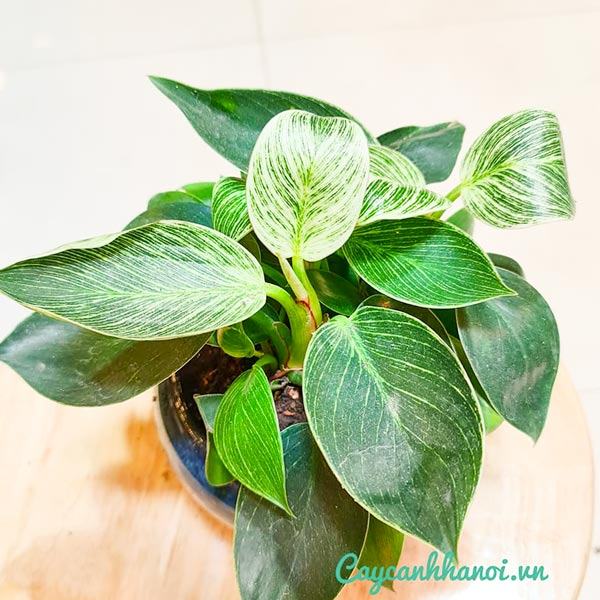 Đặc điểm cây trầu bà kim cương