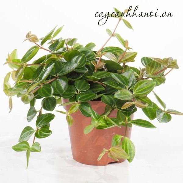 Đặc điểm chậu bình an