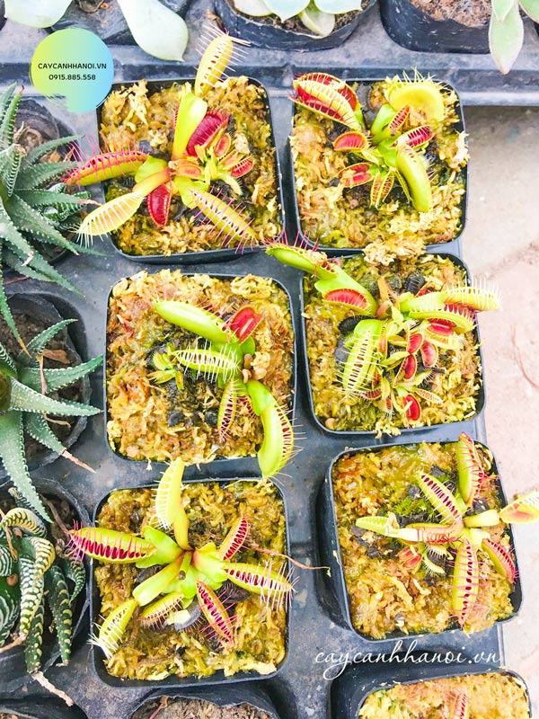 Đặc điểm sinh thái cây bắt mồi