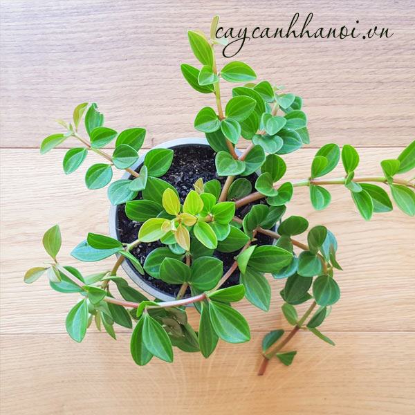 Đặt chậu bình an đung mang đến nhiều may mắn