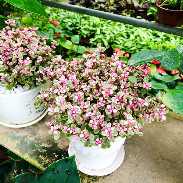 Sen đá đô la là gì? Đặc điểm nhận biết của cây