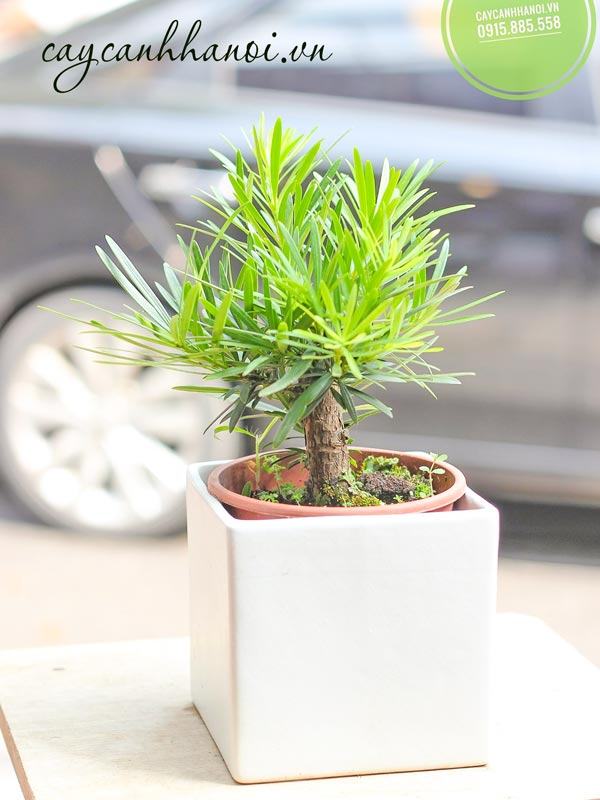 Tùng la hán trồng chậu