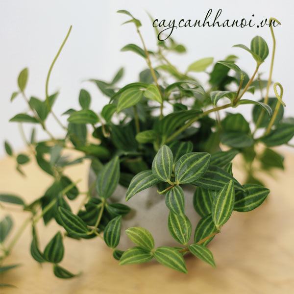 Những vị trí đặt chậu bình an phù hợp