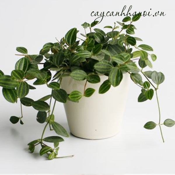 Ý nghĩa của chậu cây bình an