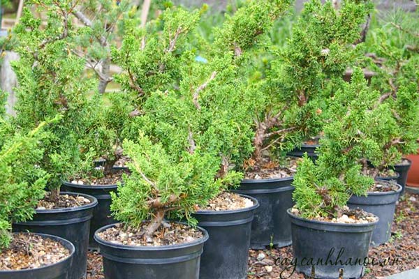 Bán cây duyên tùng bonsai giá tốt