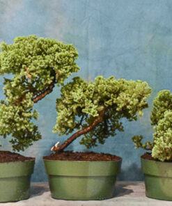 Bán cây ngọa tùng giá rẻ tại Hà Nội