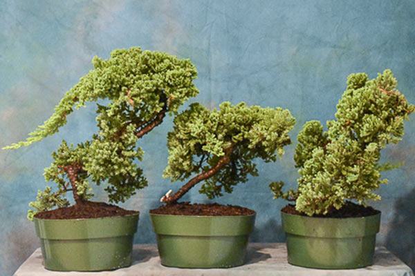 Bán cây ngọa tùng giá rẻ tại Hà Nội
