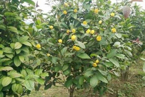 Cây chè hoa vàng trồng công nghiệp