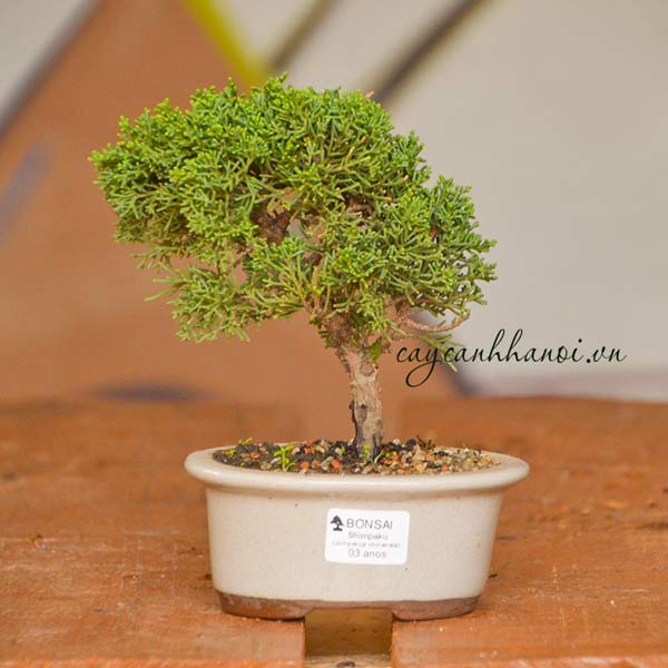 Cây duyên tùng là lời động viên sâu sắc