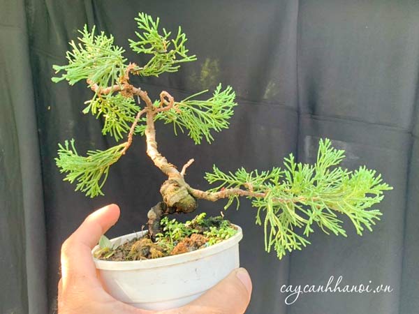 Cây duyên tùng