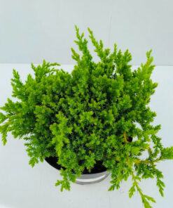 Cây ngọa tùng để bàn