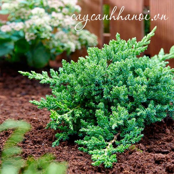 Cây ngọa tùng trồng sân vườn