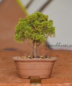 Cây duyên tùng trồng bonsai đẹp