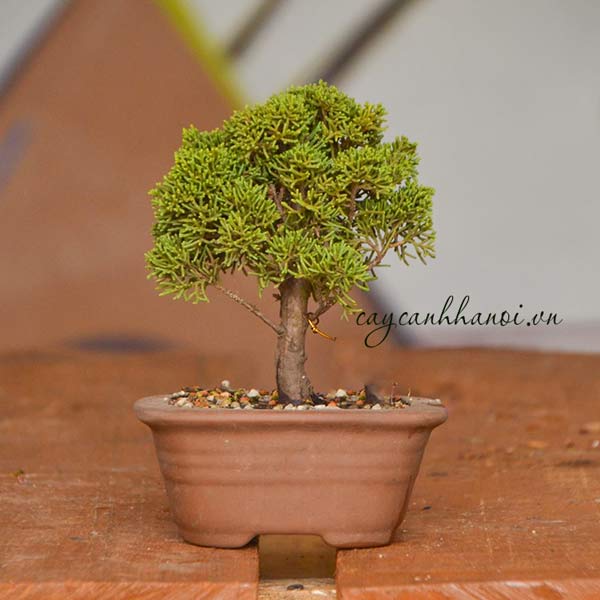 Cây duyên tùng trồng bonsai đẹp
