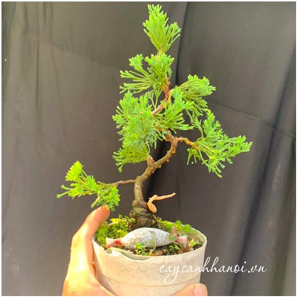Cây tùng cối