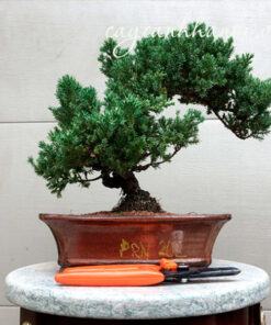 Cây tùng kim bonsai đẹp