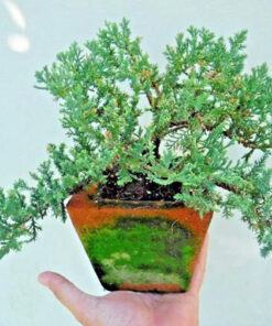 Cây tùng kim trang trí bàn làm việc