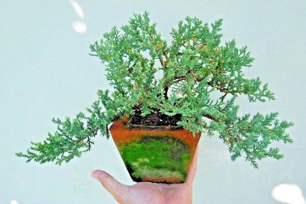 Cây tùng kim trang trí bàn làm việc