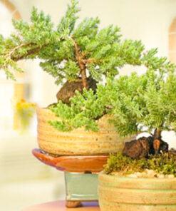 Cây tùng kim trang trí nội thất