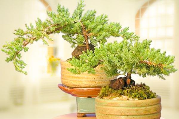 Cây tùng kim trang trí nội thất