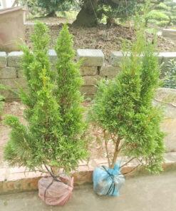 Cây tùng kim trồng sân vườn