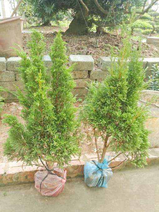 Cây tùng kim trồng sân vườn
