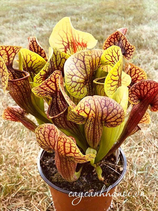 Cơ chế hoạt động của cây hố bẫy