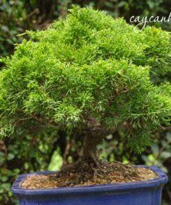 Công dụng cây duyên tùng
