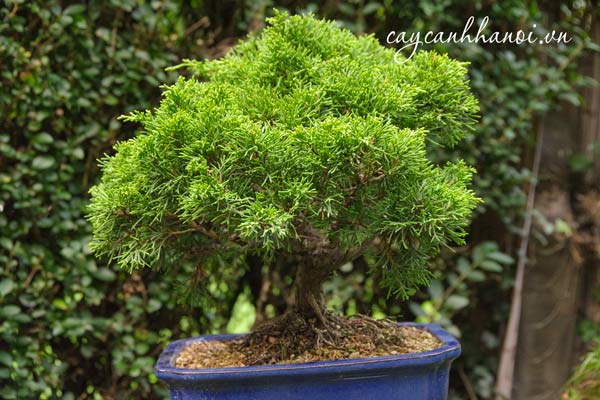Công dụng cây duyên tùng