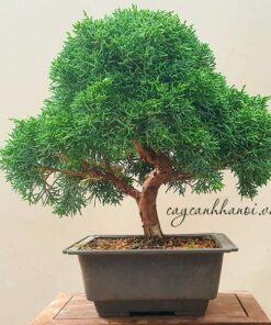 Công dụng cây tung cối