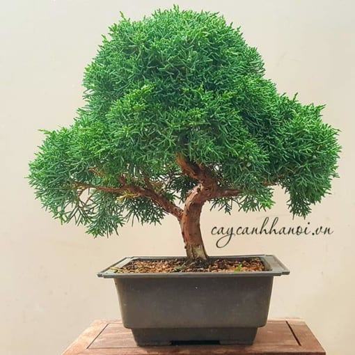 Công dụng cây tung cối