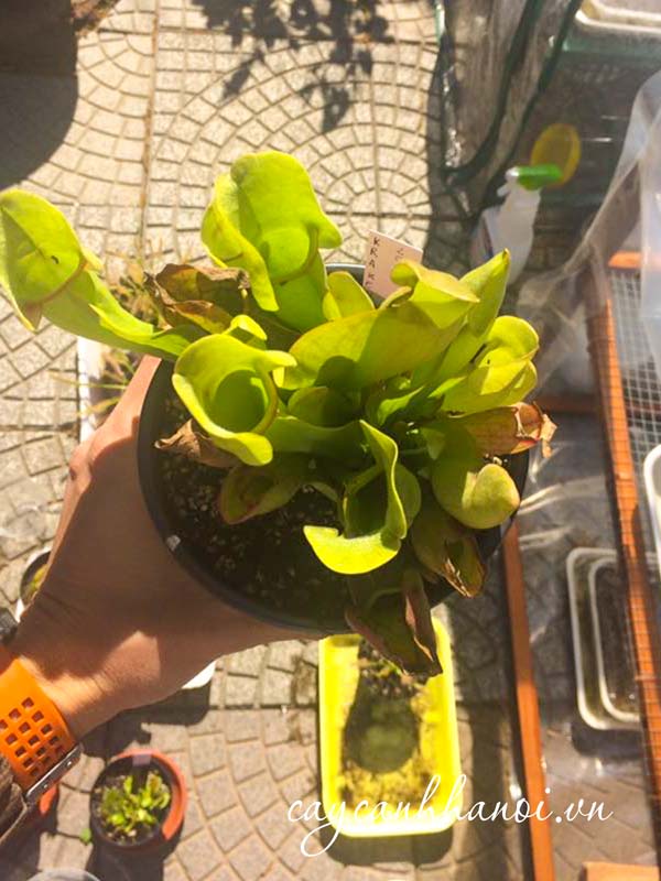 Đặc điểm Cây hố bẫy (Sarracenia)