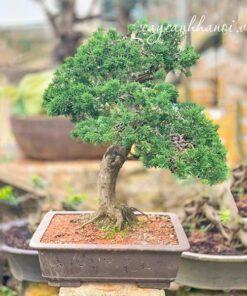 Đặc điểm cây duyên tùng